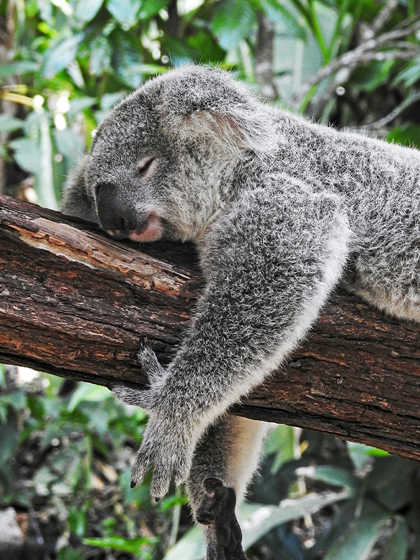 Australia nature