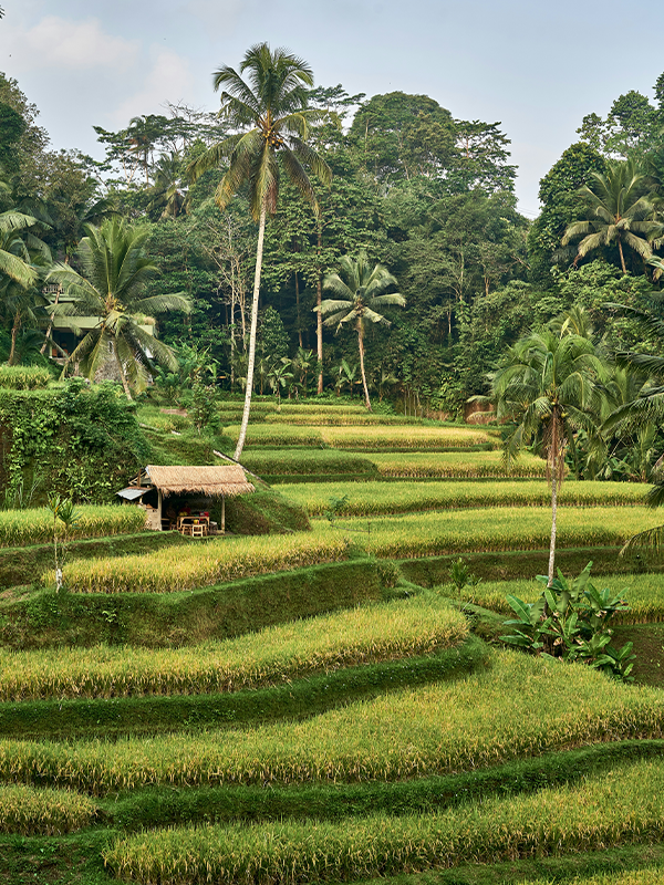 Rice fields in Bali