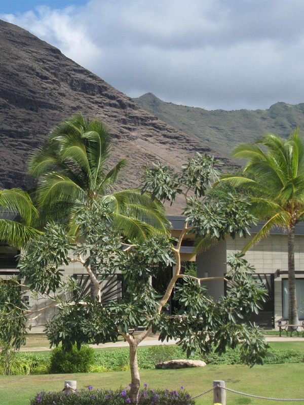 Tropical garden with palm trees and mountains near a modern building in Hawaii.