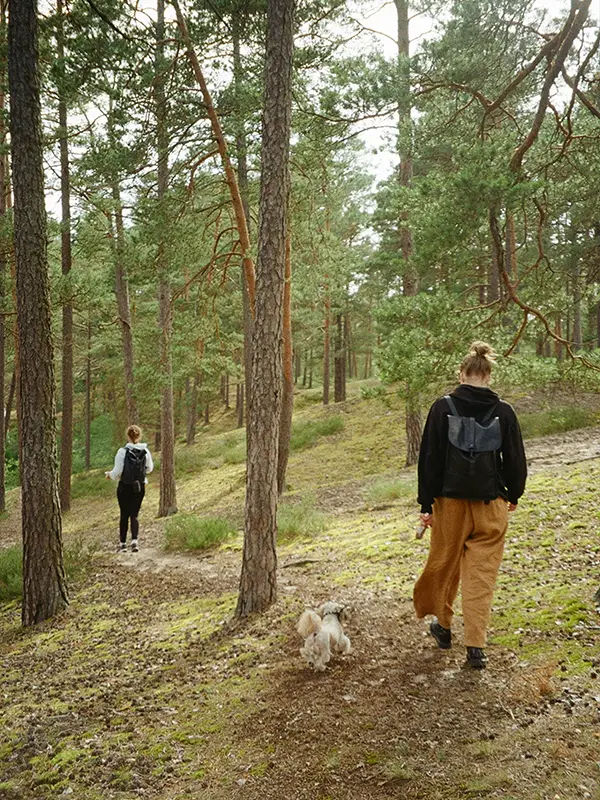 Two young women with backpacks walking a small dog along a pine forest trail in Latvia with soft light filtering through the trees