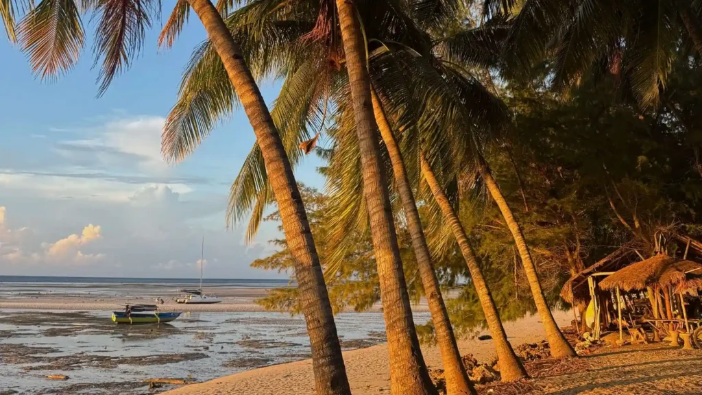 Palm trees at the beach in Bali