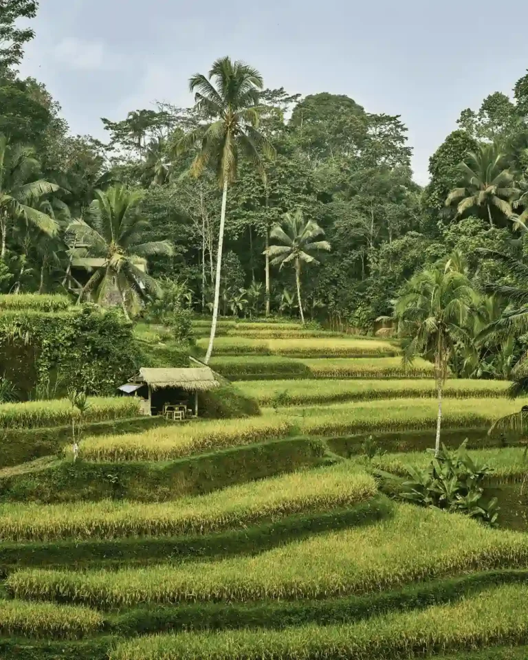 Rice fields in Bali