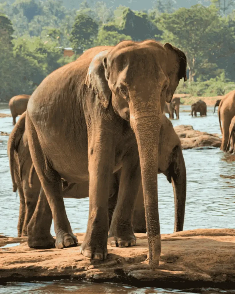 Elephants in Sri Lanka