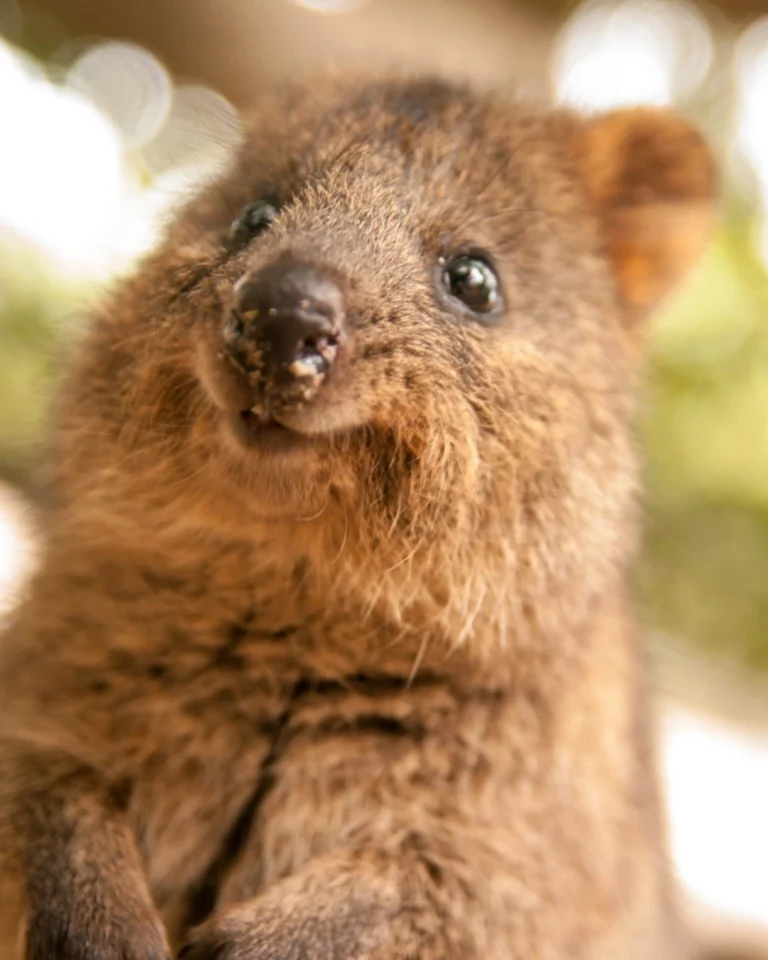 Cute smiling quokka from Ausralia
