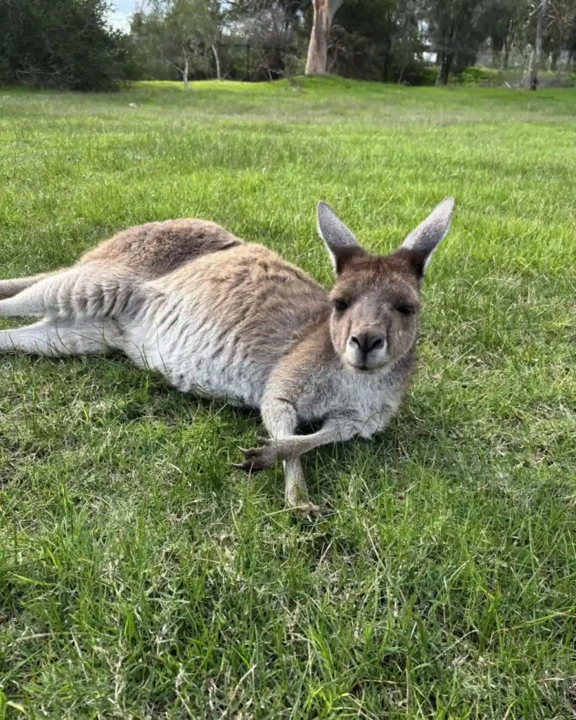 Chilling kangaroo